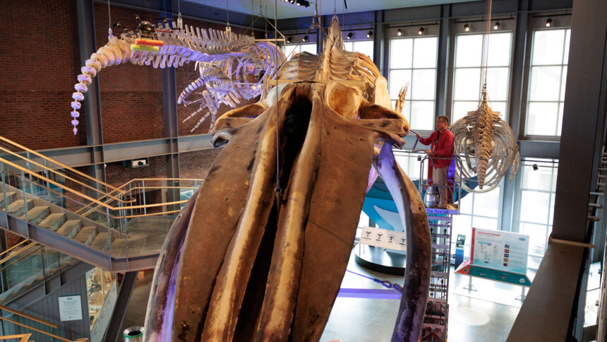 26 Years Later: The Blue Whale Skeleton That Still Leaks Oil!