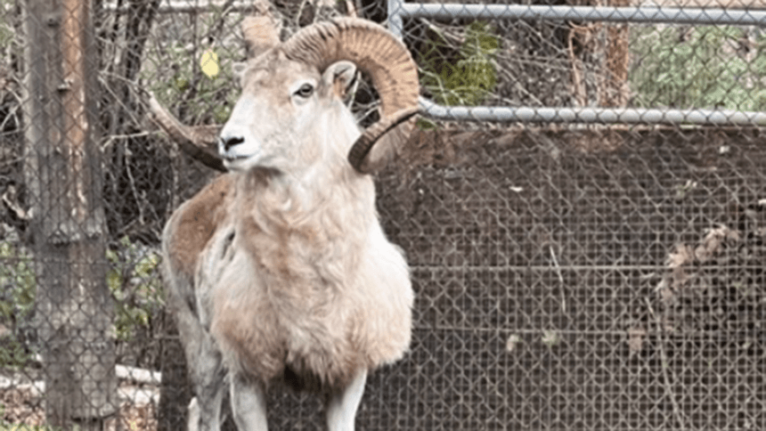 Montana’s Controversial Sheep Breeder Sentenced to 6 Months for Illegal Giant Hybrid Cloning