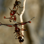 Why Shorter Eye-Stalks Make Flies Fight: The Surprising Link Between Attraction and Aggression!