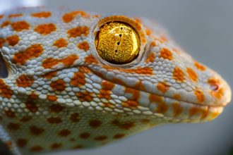 Unlocking Nature’s Secrets: How Geckos Possess a Fascinating ‘Sixth Sense