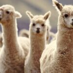 Say Goodbye to Travel Stress: Oregon Airport Introduces Llama Therapy for Soothing Journeys!