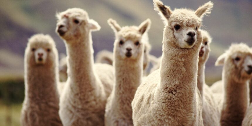 Say Goodbye to Travel Stress: Oregon Airport Introduces Llama Therapy for Soothing Journeys!