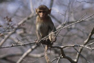 Monkey Mischief: Escaped Lab Primates Keep the Fun Going Days Later, Police Report!