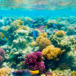 Reviving Coral Reefs: The Surprising Power of Chlorine and Cocoa Butter!