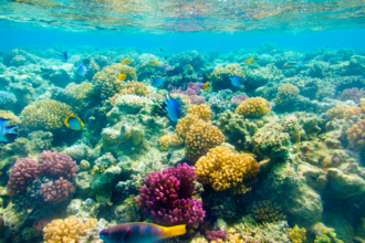 Reviving Coral Reefs: The Surprising Power of Chlorine and Cocoa Butter!