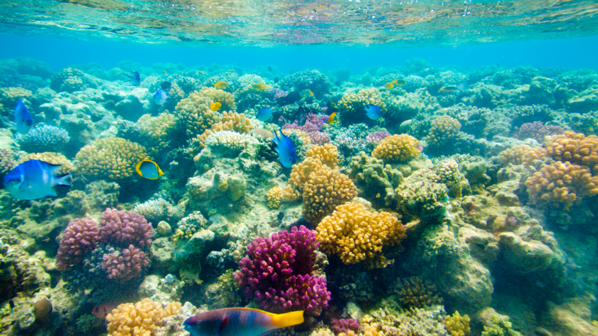 Reviving Coral Reefs: The Surprising Power of Chlorine and Cocoa Butter!