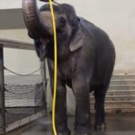 Meet the Clever Elephant Who Discovered the Joy of Showering with a Hose!