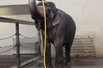 Meet the Clever Elephant Who Discovered the Joy of Showering with a Hose!