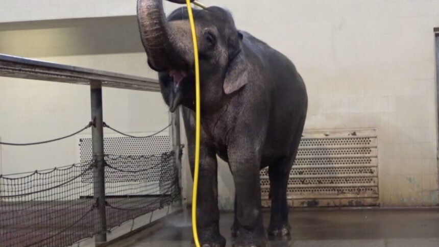 Meet the Clever Elephant Who Discovered the Joy of Showering with a Hose!