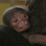 Meet the Endangered Newborn Siamang Gibbon: A Beacon of Hope for Conservation!