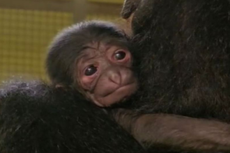 Meet the Endangered Newborn Siamang Gibbon: A Beacon of Hope for Conservation!