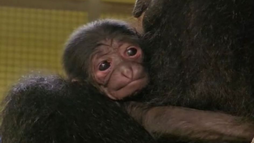 Meet the Endangered Newborn Siamang Gibbon: A Beacon of Hope for Conservation!