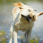 The Science Behind Why Wet Dogs Can’t Stop Shaking!