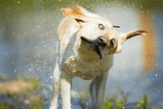 The Science Behind Why Wet Dogs Can’t Stop Shaking!