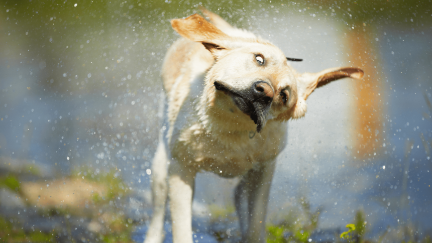 The Science Behind Why Wet Dogs Can’t Stop Shaking!